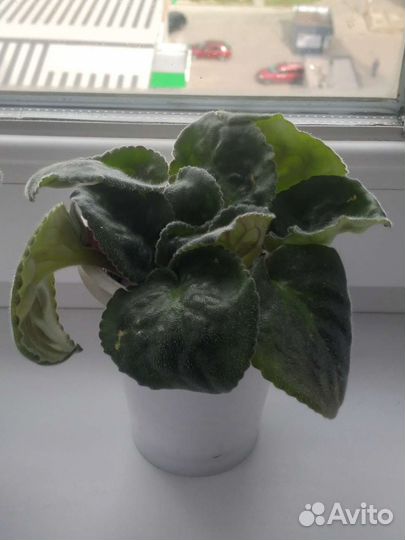 Сортовые фиалки