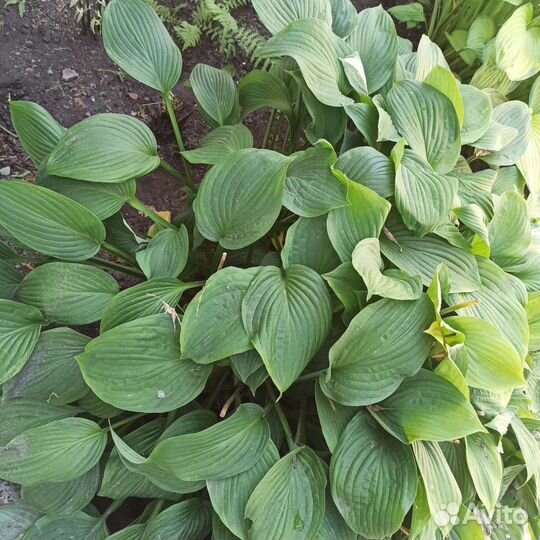 Хоста (4 вида)