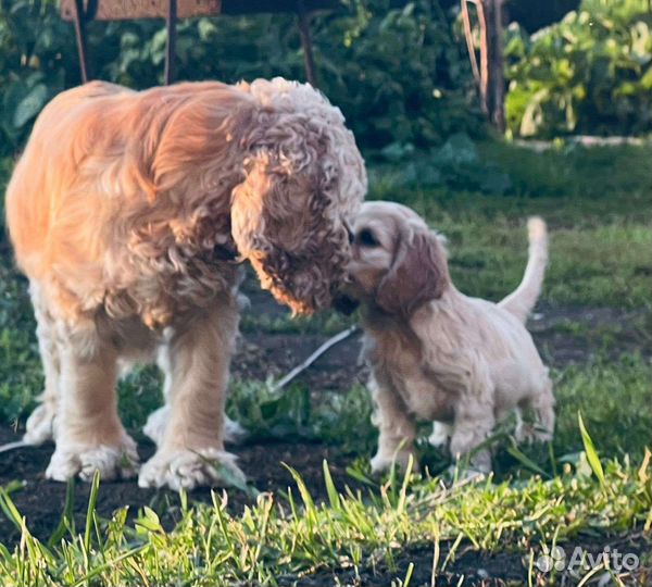 Кокер спаниель
