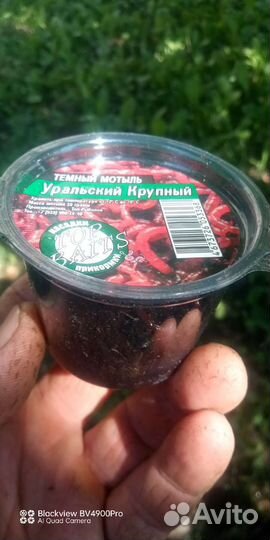 Мотыль Червь Опарыш дому в Лучке