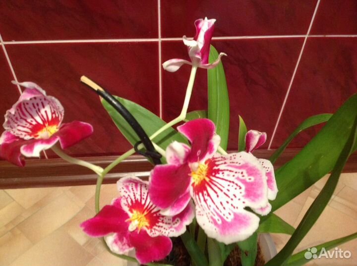 Орхидея