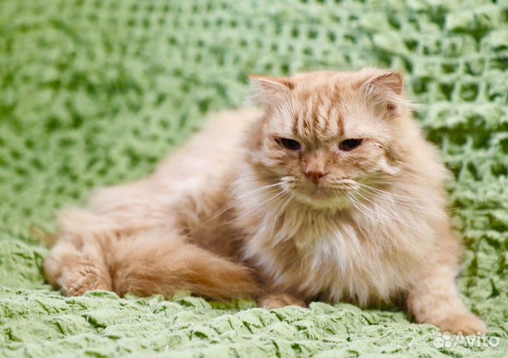 Злата - солнечная кошечка в дар