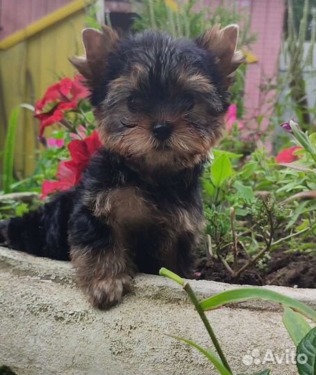 Йоркширский терьер РКФ