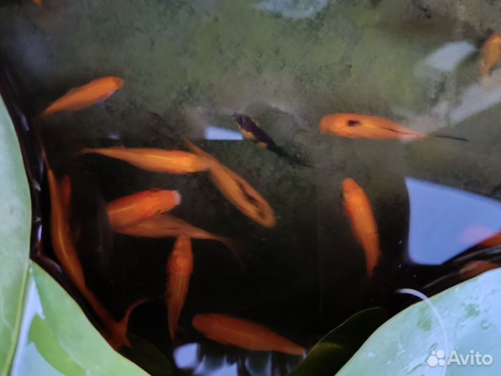 Карась комета