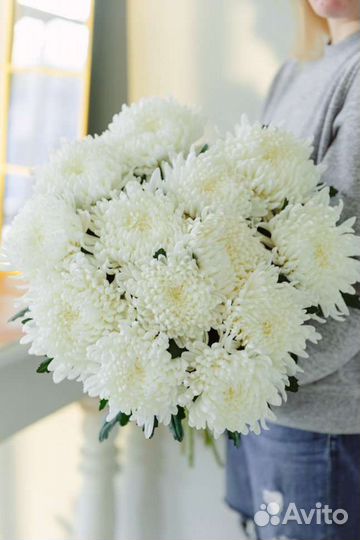 Хризантема одноголовая