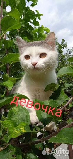 Котята отдам бесплатно