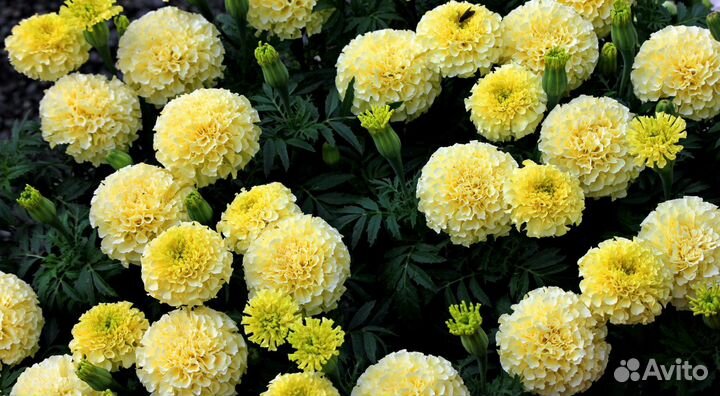 Бархатцы тонколистные, прямостоячие, астры