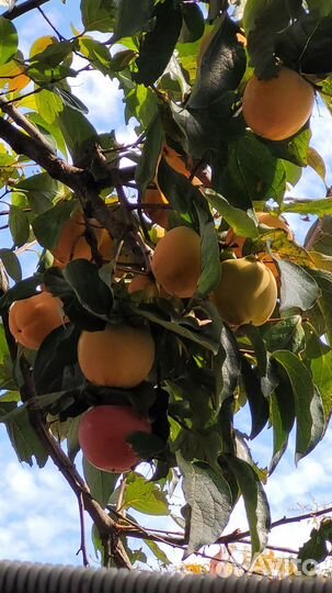 Хурма королек