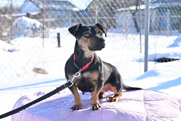 Маленькая собака в добрые руки