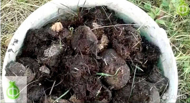 Конский навоз в мешках с доставкой в Апрелевке