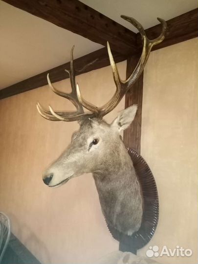 Чучела животных