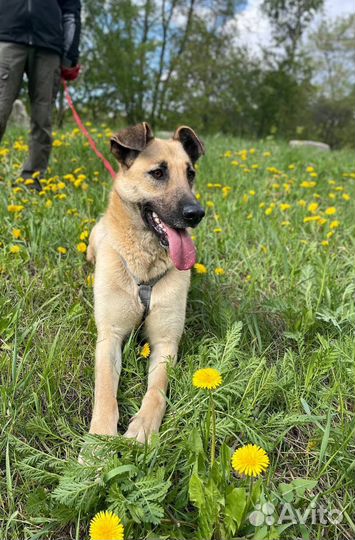 Ласковая Лира в поиске дома