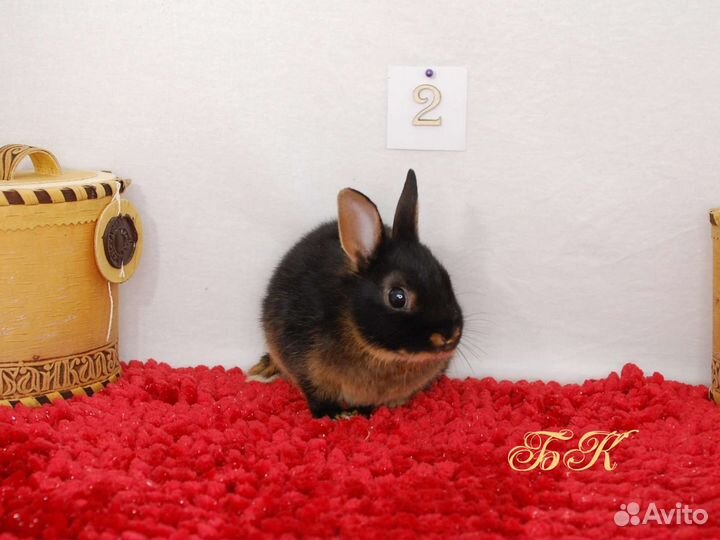 Карликовый кролик. Черноогненный тан