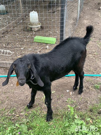 Нубийский козел