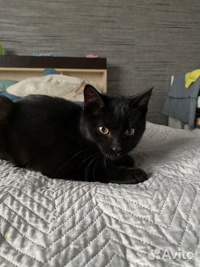 Котенок в добрые руки