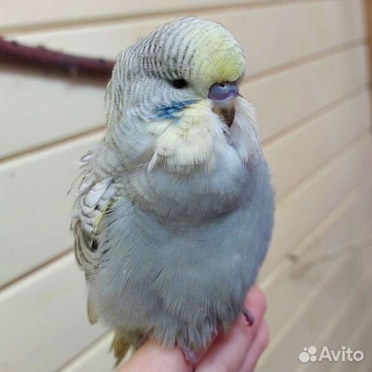 Ввп чех, выставочный волнистый попугай птенцы