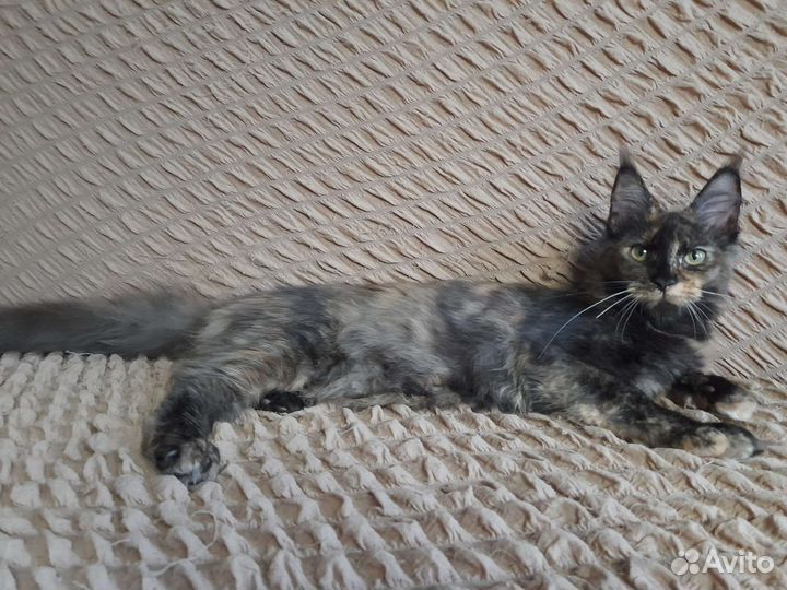 Котенок Мейн-кун