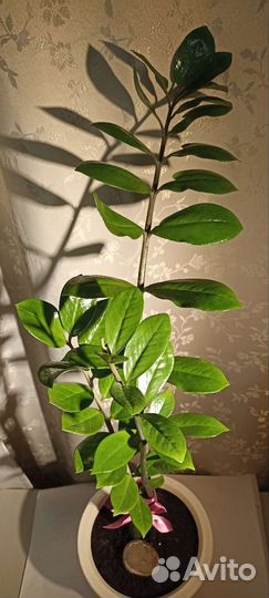 Замиокулькас