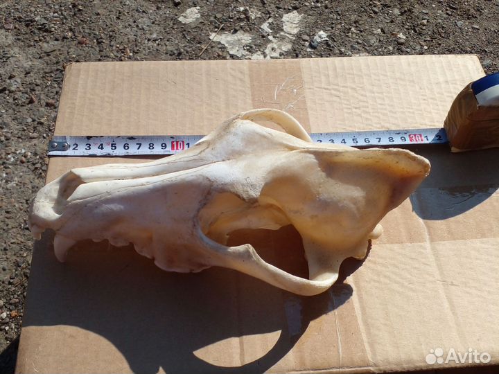 Череп волка