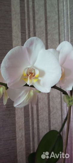 Орхидея фаленопсис