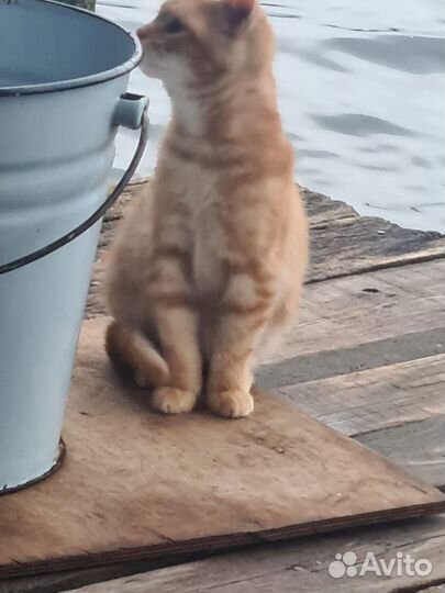 Рыжий котенок