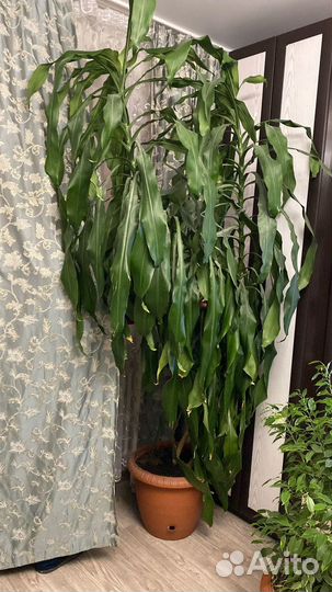 Пальма юкка