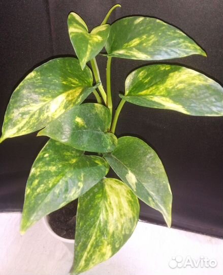 Филодендрон эпипремнум сциндапсус (часть 4)