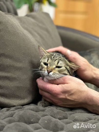 Сладкая стеснительная молодая кошечка Йося