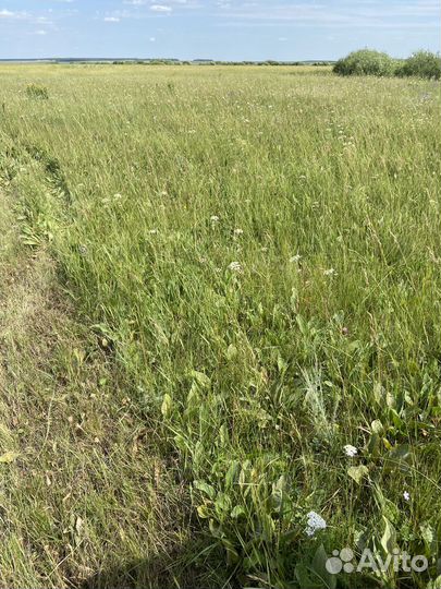 Сено в тюках