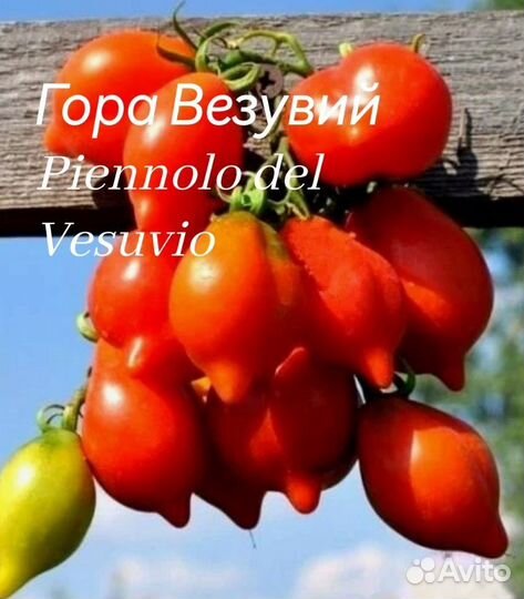 Семена коллекционных сортов томатов