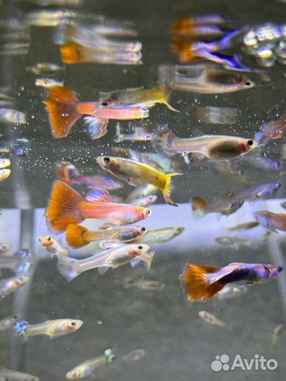 Рыбки гуппи