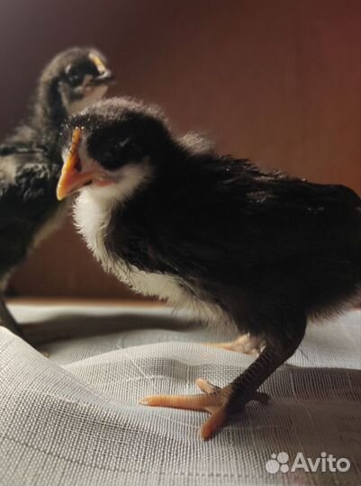 Цыплята несушки