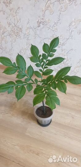 Аморфофаллус