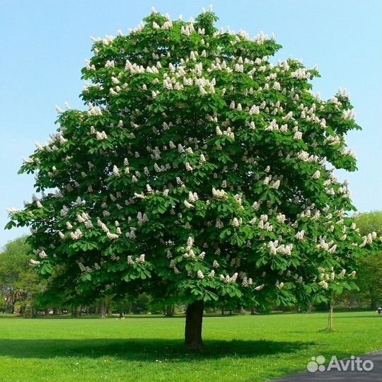 Дуб краснолистный (канадский), Каштан конский