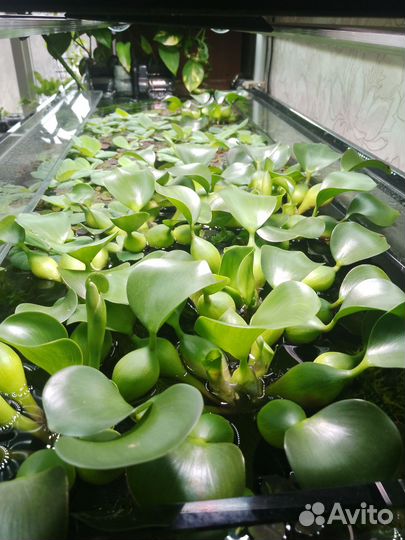 Аквариумные растения