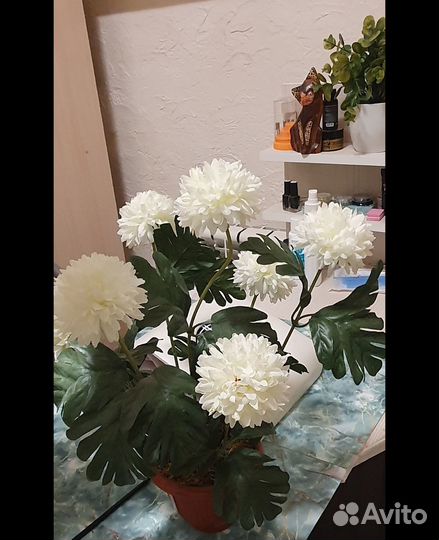 Интерьерных цветы