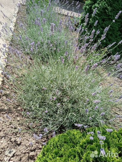 Лаванда