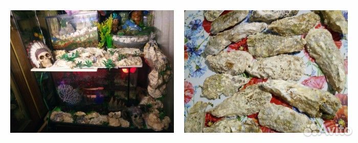 Раковины от устриц