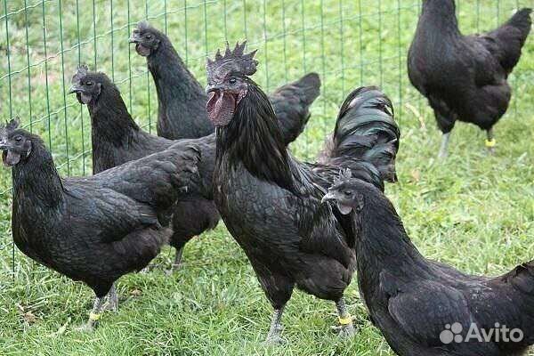 Молодые петухи