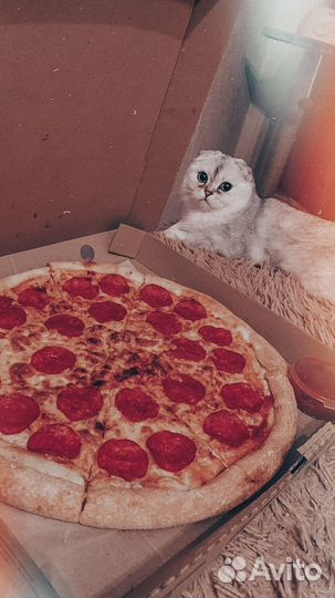 Кошка на вязку