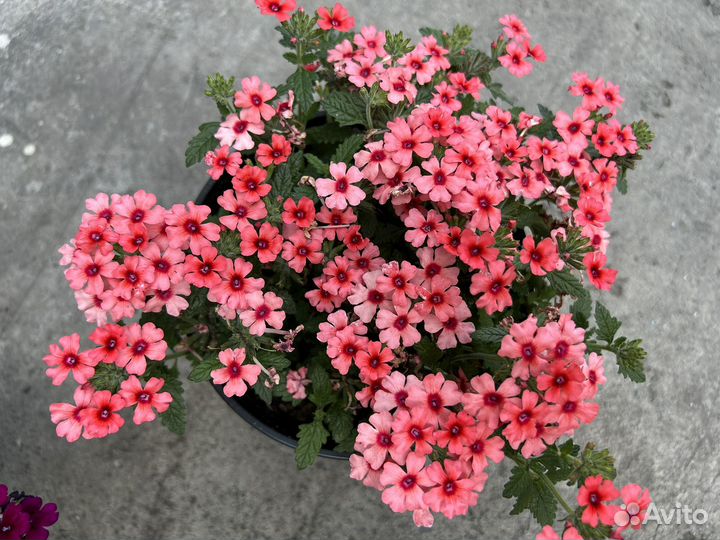 Вербена вегетативная осень