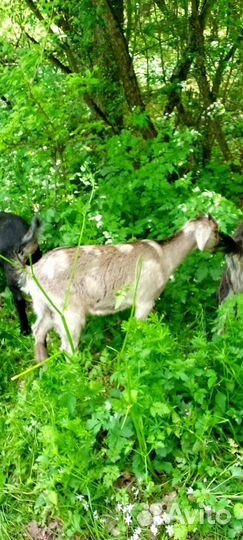 Лечебное Козье Молоко