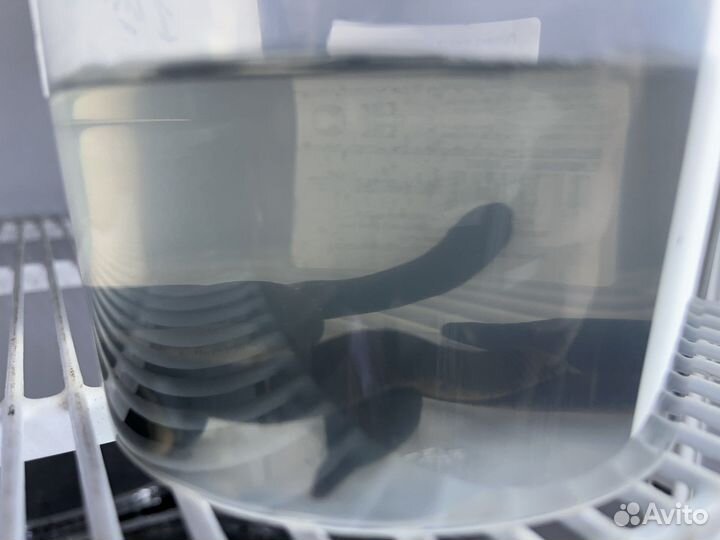 Пиявки для рыбалки