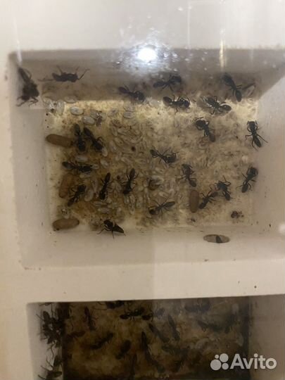 Odontoponera transversa