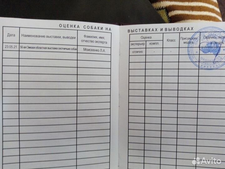 Щенки русской пегой гончей