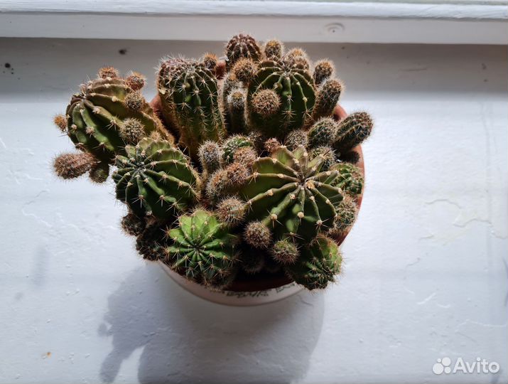 Большой Кактус ищет друзей