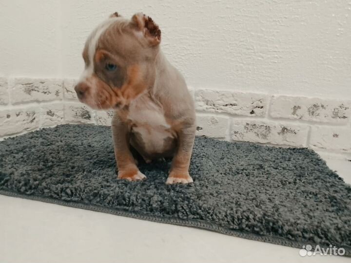 Американский булли, маленький принц