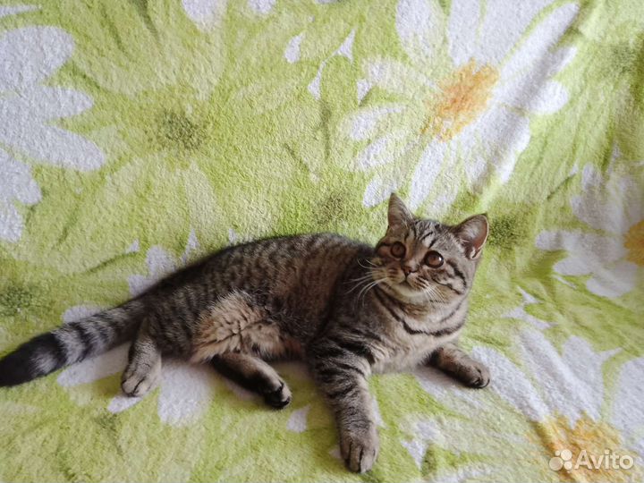 Кошка шотландка