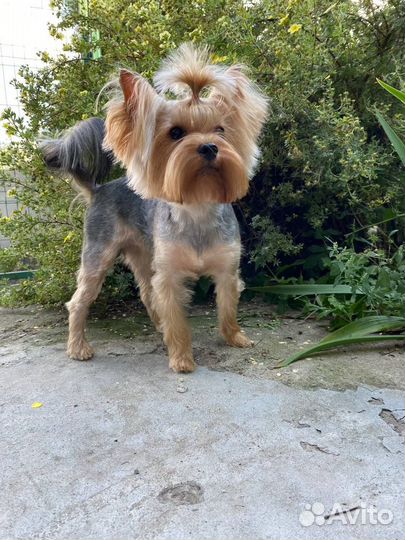 Йоркширский терьер мальчики