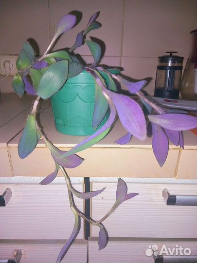 Комнатные растения